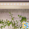 Светодиодная лента для растений Эра FITO-Strip Light-Rа90-27W-3m-12V-IP65 4000K Б0064597
