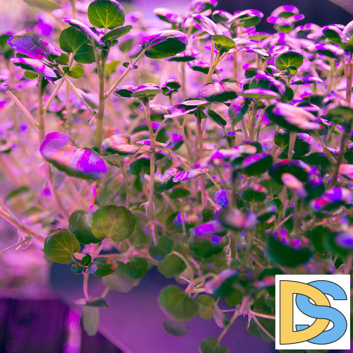 Лампа светодиодная для растений Feron LB-7060 E27 10W красно-синий спектр 38275