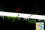 Светодиодная лента SWG 2835 360 LED/м 16 Вт/м 24В 4000K IP66 013283