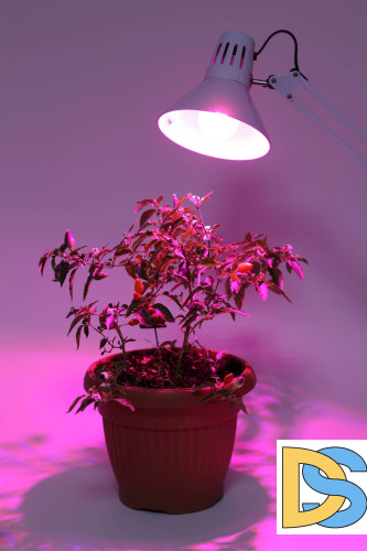 Фитолампа для растений светодиодная ЭРА E27 12W 1310K FITO-12W-RB-E27-K Б0039070